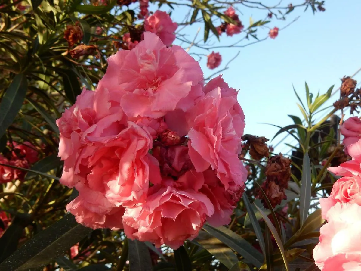 Apartment Finca Florida San Miguel de Abona Spain