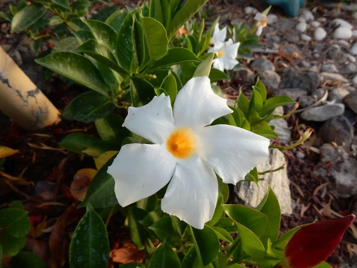 Finca Florida サンミゲル・デ・アボナ